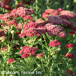 ACHILLEA NEW VINTAGE RED