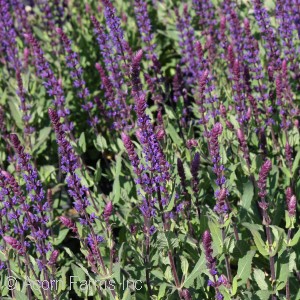 SALVIA NEM CARADONNA