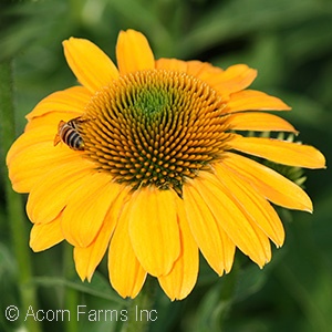 ECHINACEA GRANADA GOLD