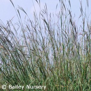 ANDROPOGON GERARDII