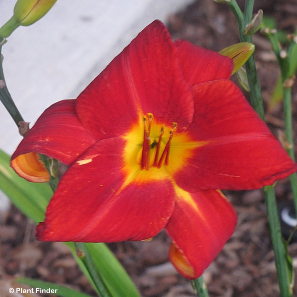 HEMEROCALLIS AUTUMN RED