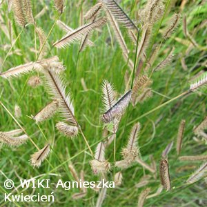 BOUTELOUA GRACILIS