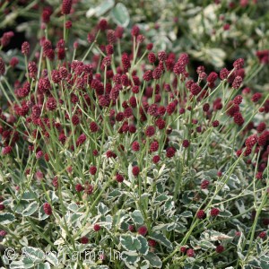 SANGUISORBA LITTLE ANGEL