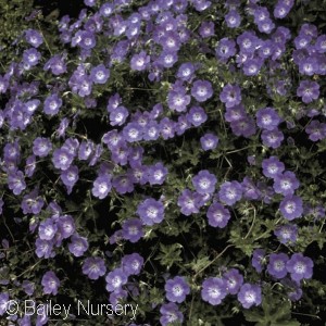 GERANIUM ROZANNE