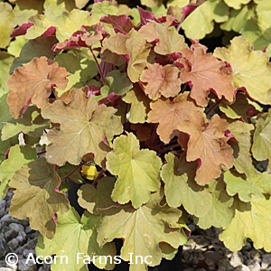 HEUCHERA CARAMEL