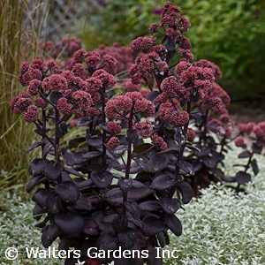 SEDUM NIGHT EMBERS