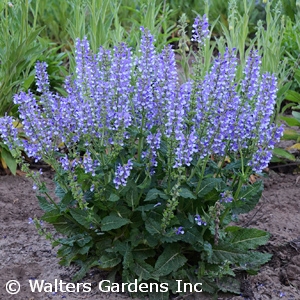 SALVIA AZURE SNOW