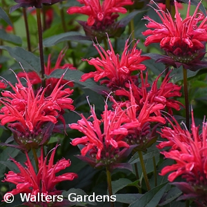 MONARDA RED VELVET