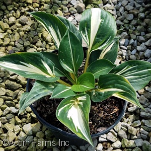 HOSTA STING