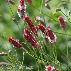 SANGUISORBA PINK TANNA