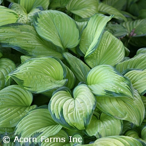 HOSTA STAINED GLASS