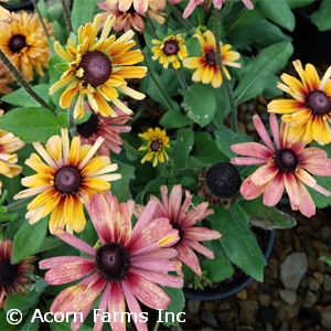 RUDBECKIA HIR SAHARA