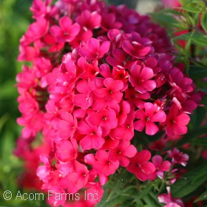 PHLOX PAN EARLY START RED