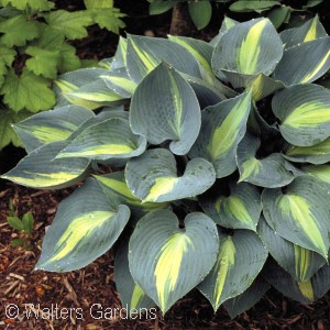 HOSTA TOUCH OF CLASS