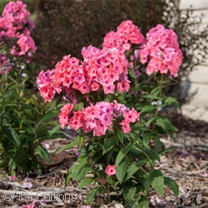 PHLOX PAN CORAL CREME DROP