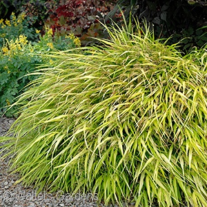 HAKONECHLOA MAC ALL GOLD