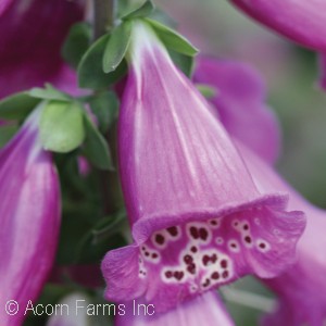 DIGITALIS PUR CAMELOT ROSE