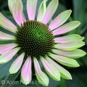 ECHINACEA GREEN ENVY