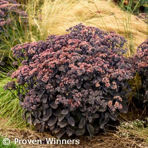 SEDUM BACK IN BLACK