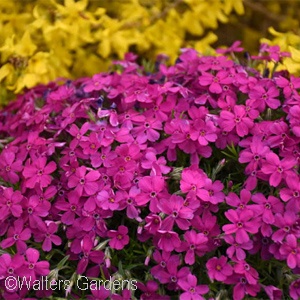 PHLOX SUB MAJESTIC MAGENTA