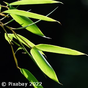 PHYLLOSTACHYS BISSETII