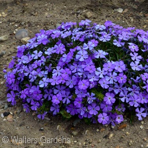 PHLOX SUB ROCKY RD VIOLET BLUE