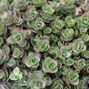 SEDUM SUNSPARKLER LIME ZINGER