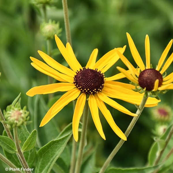RUDBECKIA SUBTOMENTOSA