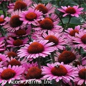 ECHINACEA FATAL ATTRACTION
