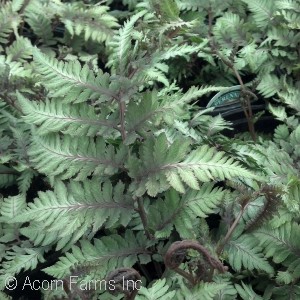 ATHYRIUM NIP PIC APPLE COURT