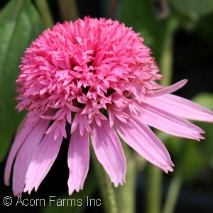 ECHINACEA PINK DOUBLE DELIGHT