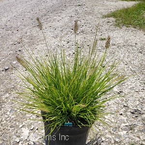 PENNISETUM ALO LUMEN GOLD