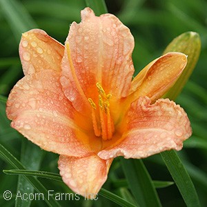 HEMEROCALLIS PINK WING