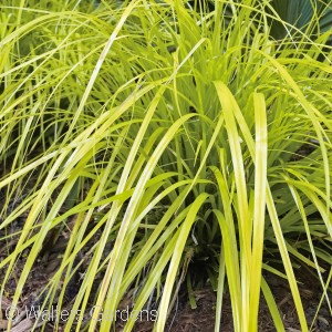 CAREX OSH EVERILLO