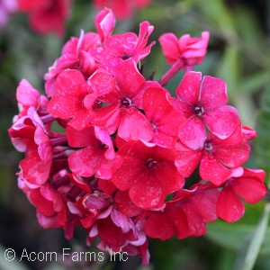 PHLOX PAN STARFIRE