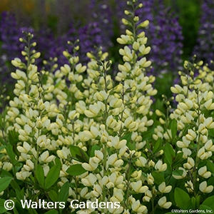 BAPTISIA VANILLA CREAM