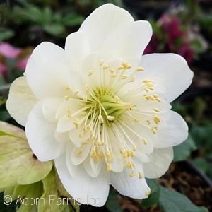 HELLEBORUS NIG SNOWBELLS