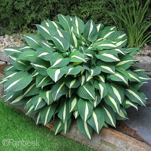 HOSTA RISKY BUSINESS