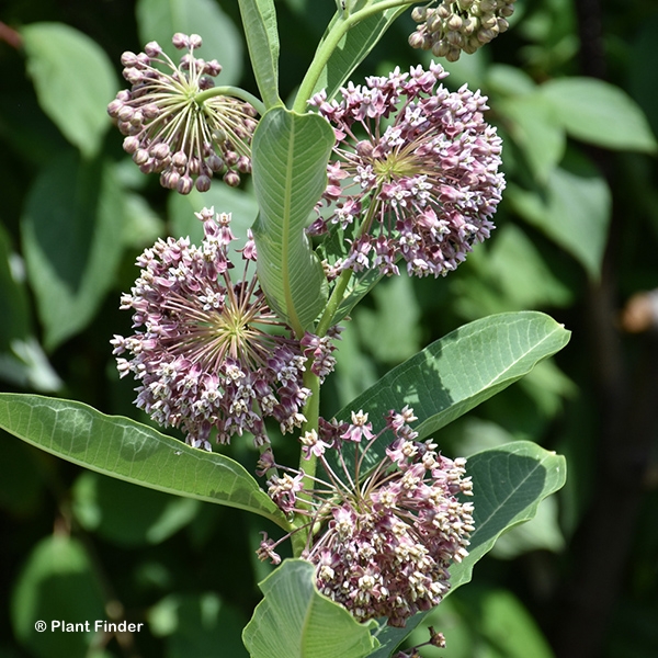 ASCLEPIAS SYRIACA