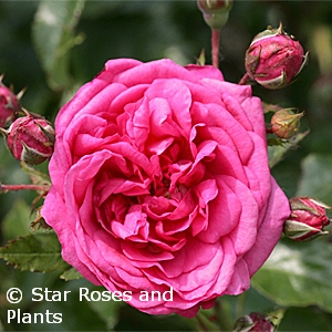 ROSA ARBOROSE LAGUNA CL