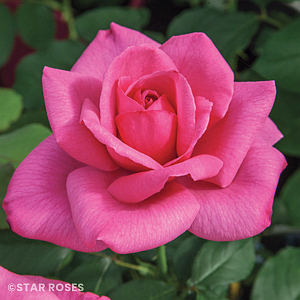 ROSA BIG MOMMA HT