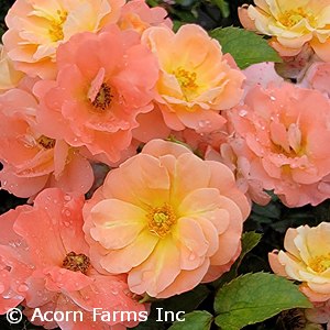 ROSA DRIFT APRICOT GC