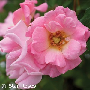 ROSA DRIFT BLUSHING GC