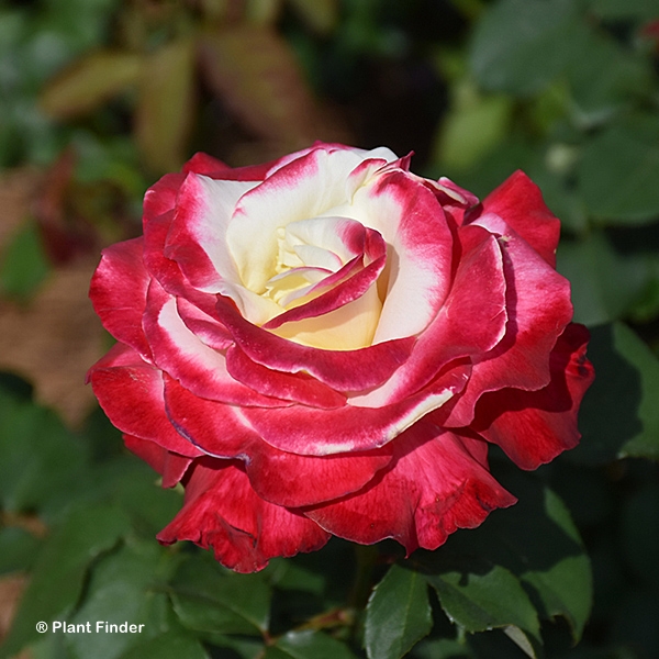 ROSA DOUBLE DELIGHT HT