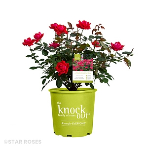 ROSA KNOCK OUT DOUBLE RED SHR