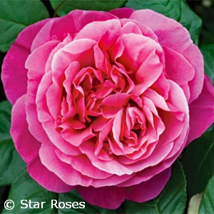 ROSA DEE-LISH HT