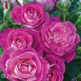 ROSA EASY TO PLEASE FL