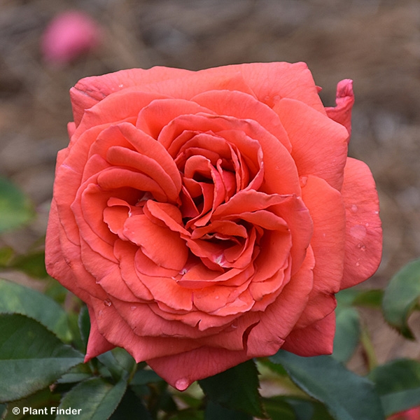 ROSA FRAGRANT CLOUD HT