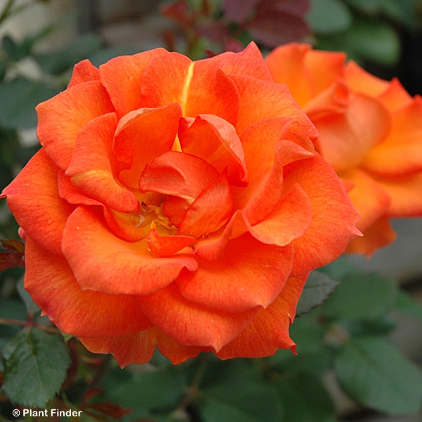 ROSA GINGERSNAP FL
