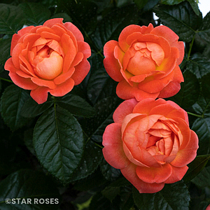 ROSA KNOCK OUT ORANGE GLOW SHR